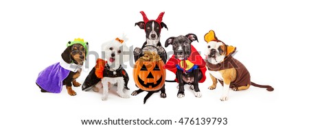 Stock fotó: Halloween Dog Banner