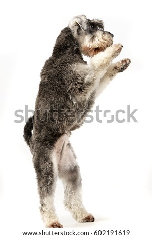 Stockfoto: Miniature Schnauzer Standing In Two Legs In A Gray Studio Backgr