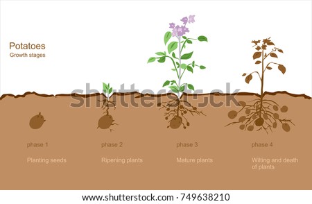 Сток-фото: Finished Process Of Planting Potato Field In The Vegetable Gard