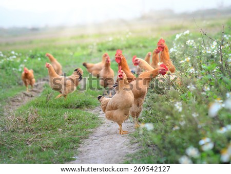 ストックフォト: Rooster And Hen On Traditional Free Range Poultry Farm In The Vineyards