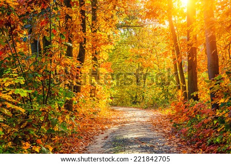 [[stock_photo]]: Vibrant Fall Foliage