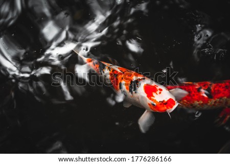 Stockfoto: Colorful Koi Fish On The Pond In Kyoto Japan Koi Fish Is Kept For Decorative Purposes In Outdoor Z