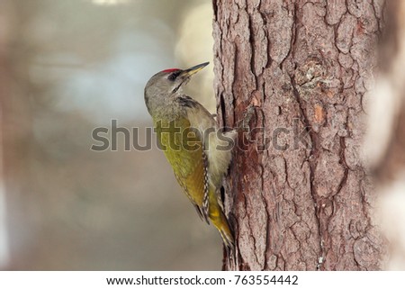 Zdjęcia stock: Grey Headed Or Grey Faced Woodpecker Female Picus Canus