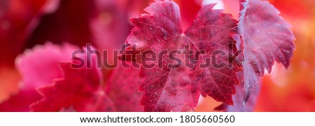 Сток-фото: Orange Yellow Leaves Vines Rows Grapes Fall Vineyards Red Mounta