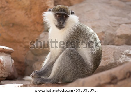 Foto d'archivio: Green Monkey Animal In Their Natural Habitat Photo Africa Kenya