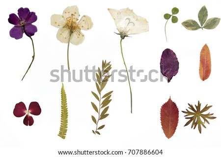 Сток-фото: Herbarium Of Flowers And Leaves On The Background Of Old Sacking