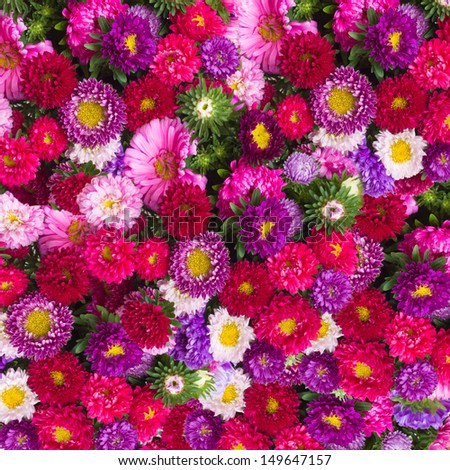 Bouquet Of Colorful Asters Flowers Foto d'archivio © Neirfy