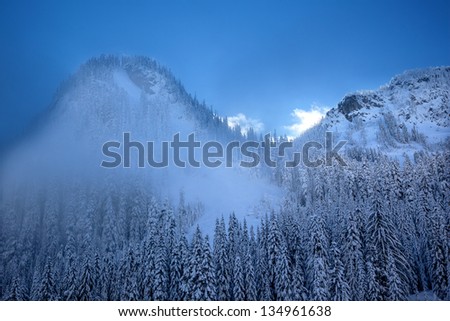 Foto stock: Snow Covered Evergreen Trees In Fog Abstract At Snoqualme Pass W