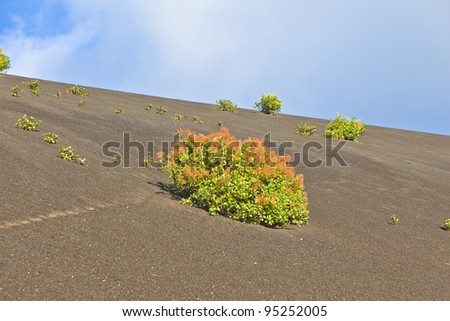 ストックフォト: Sparse Vegetation On Volcanic Hills In Timanfaya National Park W