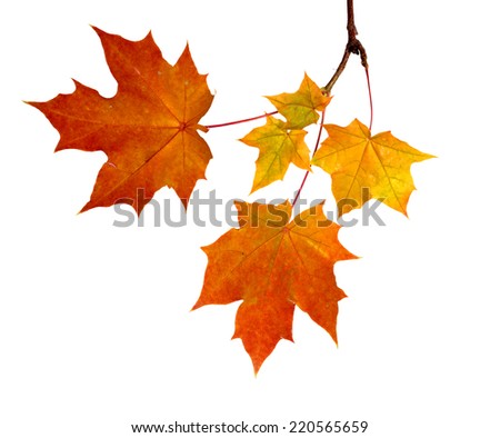 Zdjęcia stock: Autumn Maple Branch With Leaves Isolated On A White Background