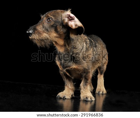 Foto stock: Wired Hair Dachshund With Twisted Ears Staying In A Black Photo