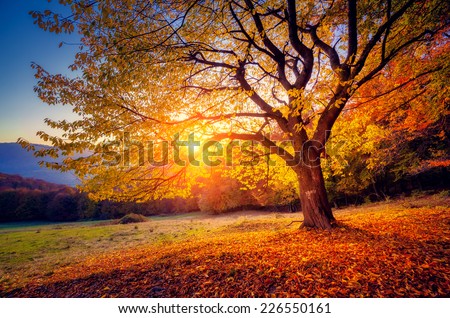 Сток-фото: Carpathian Tree At Sunset