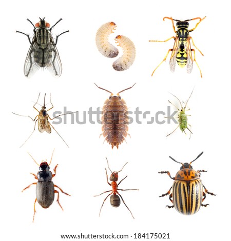 Foto stock: Cockroach Isolated Insect On White Background Beetle Bug Vect