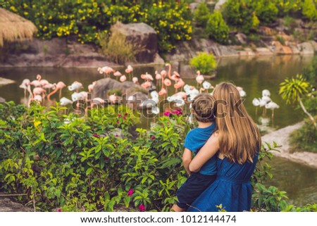 ストックフォト: Mom And Son Are Looking At The Flock Of Birds Of Pink Flamingos On A Pond