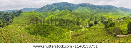 Stockfoto: Banner Amazing Landscape View Of Tea Plantation In Sunset Sunrise Time Nature Background With Blue