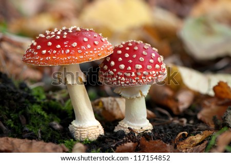 [[stock_photo]]: Amanita Muscaria Fly Agaric Mushroom In A Sunny Forest In The R