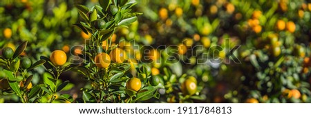 Stok fotoğraf: Bonsai In Honor Of The Vietnamese New Year Lunar New Year Flower Market Chinese New Year Tet