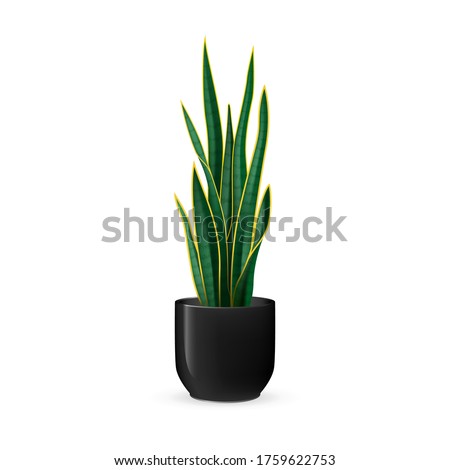 Stock fotó: Decorative Green Plant With Long Leaves In Ceramic Pot Pot With Houseplant Home Interior Plant