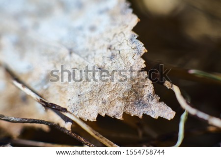 Сток-фото: Leaf Macro