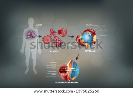 Stock photo: Alveoli Anatomy Respiration