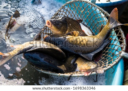 Foto d'archivio: Sale Of Christmas Carps Czech Christmas Tradition Czech Repub