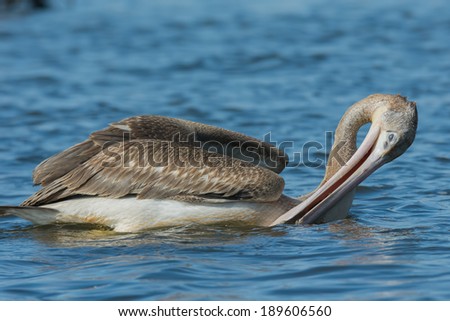 Сток-фото: Pink Backed Pelican Draining Out Water Before Swallowing Trapped