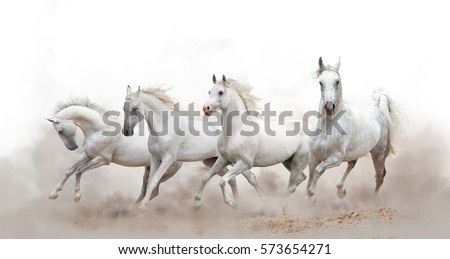 Stock photo: Herd Of Running White Horses