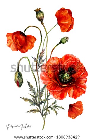 Foto stock: Wild Poppy Flowers On Summer Meadow Watercolor Painting Effect