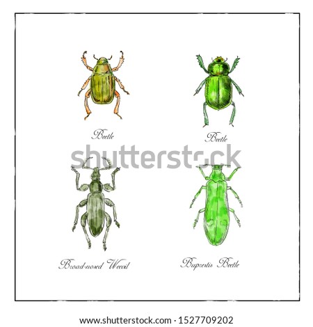 Сток-фото: Beetle Broad Nosed Weevil And Buprestis Beetle Vintage Collection