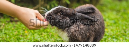 Foto d'archivio: Hands Feed The Rabbit Cosmetics Test On Rabbit Animal Cruelty Free And Stop Animal Abuse Concept B