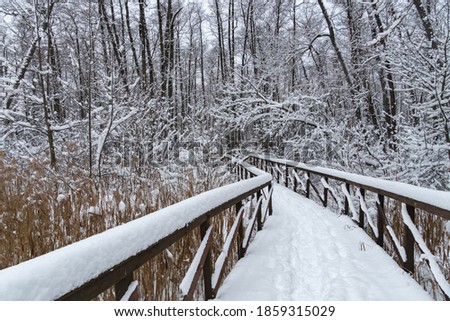 Stock photo: Beautiful Winter Forest Scene With Deep Virgin Snow And Plenty Of Space For Your Text And Copy Space