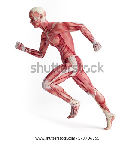 Foto d'archivio: 3d Rendered Illustration - Runner Anatomy