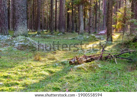 Stock fotó: Evergreen Branch Covered With Snow Lit By Beautiful Sun Beams