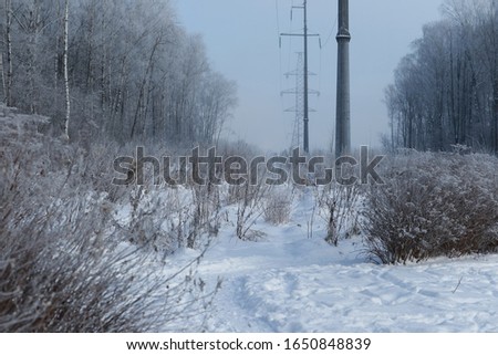 Stock photo: Winter Bush With Morning Frost