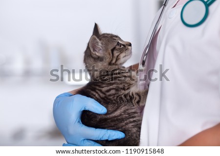 商業照片: Veterinary Healthcare Professioanl Building Trust With A Furry P