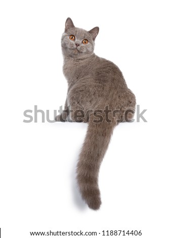 Stockfoto: Pretty Young Solid Cinnamon British Shorthair Cat Isolated On White Background