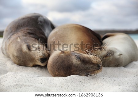 Animals Sea Lion Family In Sand Lying On Beach Galapagos Islands - Cute Adorable Stok fotoğraf © Maridav
