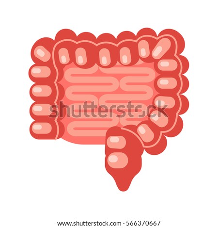 Stockfoto: Vector Realistic Human Stomach Icon Isolated On White Background Human Internal Organs Stomach Ana