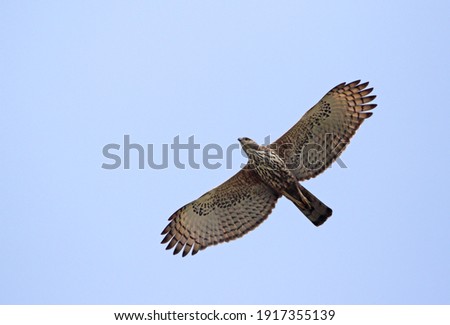 Сток-фото: The Changeable Hawk Eagle Or Crested Hawk Eagle Nisaetus Cirrhatus Sitting On The Branch Eating Fi