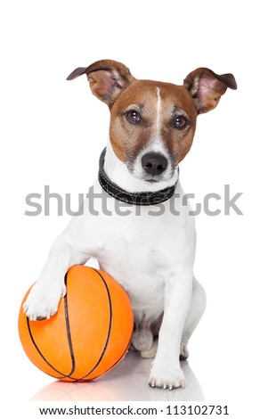 Stock foto: Basket Ball Winner Dog