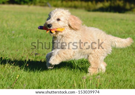 [[stock_photo]]: Happy Golden Retreiver Dog With Poodle Playing Fetch Dogs Pets