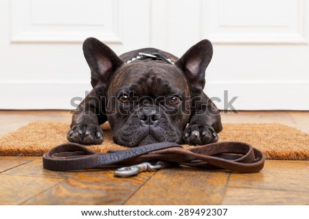 Stockfoto: French Bulldog Dog Waiting To Go For A Walk With Owner Leather Leash In Mouth Behind Blank Black