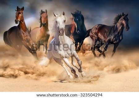 Stock photo: Wild Horses Group Running