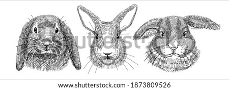 Сток-фото: Rabbit Illustration Drawing Engraving Line Art Realistic Vector