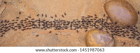 Foto d'archivio: Background Ants Running Ants Cord Many Ants Fast On Dirt Road