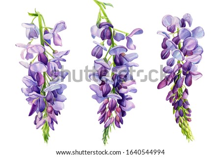 Stockfoto: Blue Wisteria Flowers And Leaves In Botanical Garden As Floral Background Nature And Flowering