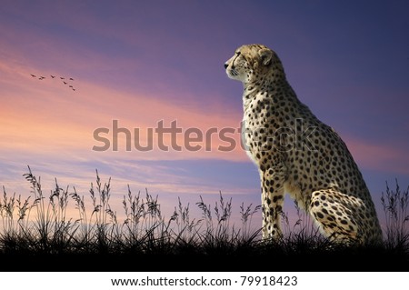 Foto stock: African Safari Concept Image Of Cheetah Looking Out Over Savannn