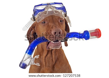 Stock foto: Scuba Diving Dog