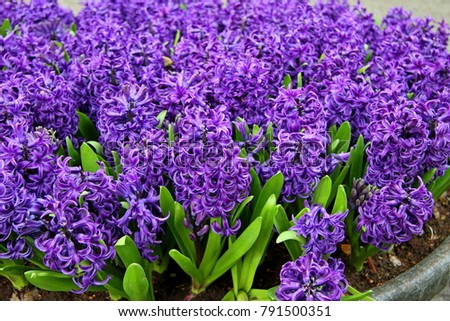 Stock photo: Hyacinth Purple Bluebells
