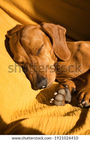 Stok fotoğraf: Dog In Bed Sleeping And Resting